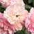 Roza - Vrtnica plezalka - Belle de Sardaigne